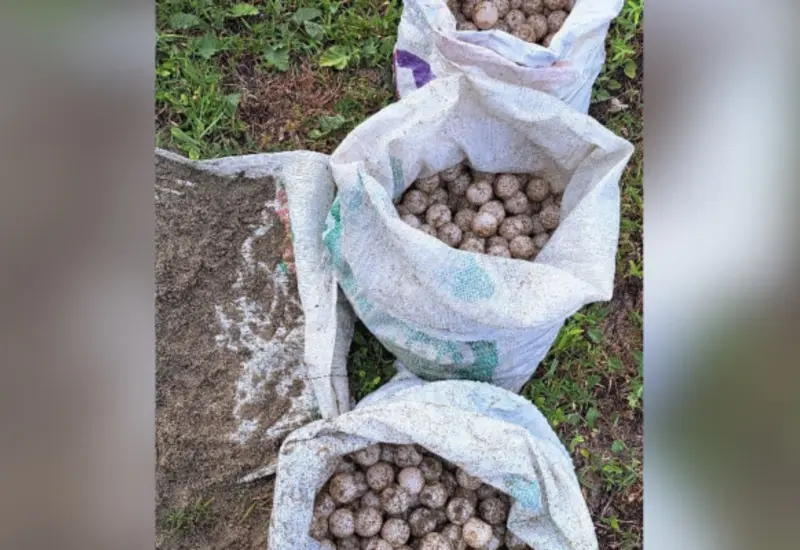 tortuga_huevos_asegurados_oaxaca