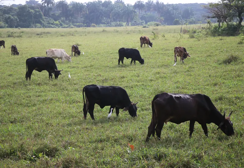 gusano_animales_peligro