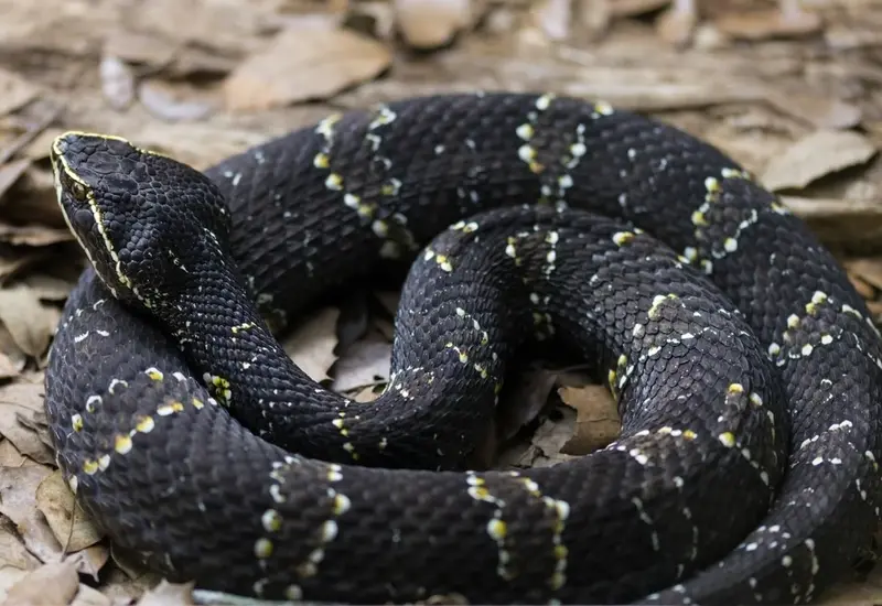 Una serpiente cantil venenosa en su hábitat, motivo de la alerta emitida por autoridades para prevenir mordeduras y buscar atención médica inmediata.