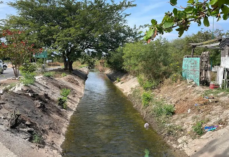 Ganado en un campo del Istmo afectado por el atraso en la distribución de agua, una situación que impacta a los campesinos.