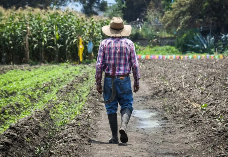 El campo mexicano enfrenta una crisis por el presupuesto más bajo en una década, lo que provocará un alza en la importación de granos.