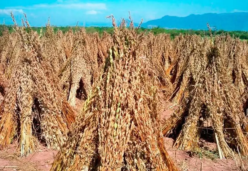 Un extenso campo de cultivo de ajonjolí en Tehuantepec, Oaxaca, donde productores locales amenazan con iniciar protestas por diversas demandas.