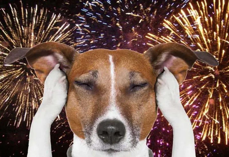 Imagen de la campaña 'cero pirotecnia' que concientiza sobre el peligro silencioso de los fuegos artificiales para personas vulnerables y mascotas.