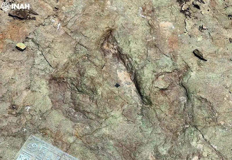 Un rastro prehistórico gigante con huellas de dinosaurios, descubierto en la Reserva de la Biósfera Tehuacán-Cuicatlán, en la frontera de Puebla y Oaxaca.
