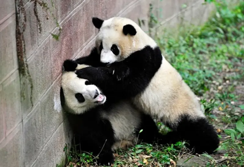 Representación artística del infierno de los pandas, el mítico lugar de castigo eterno para un panda que ha sido malo en vida.