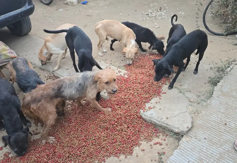 La Fiscalía General del Estado revisa un supuesto rastro de animales en San Francisco Lachigoló, Tlacolula, por una investigación de maltrato animal.