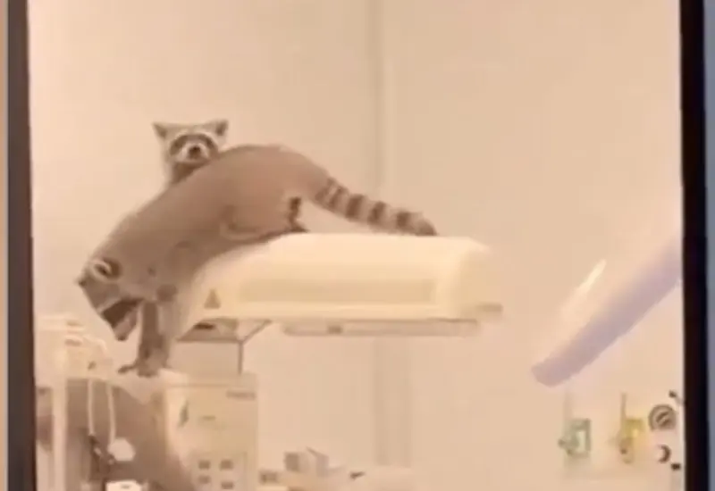 Un grupo de mapaches es captado dentro de las instalaciones del hospital de alta especialidad del ISSSTE en Acapulco, causando asombro.