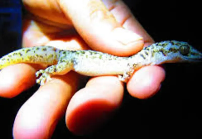 Primer plano del nuevo gecko endémico descubierto en el valle Tehuacán-Cuicatlán, una especie exclusiva de los límites entre Oaxaca y Puebla.
