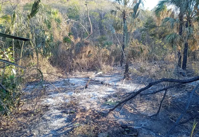 Un incendio forestal activo consume la vegetación en los bosques de Oaxaca, mostrando el humo y las llamas que afectan la región.