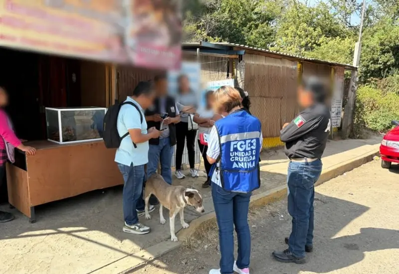 Personal de la Fiscalía realiza el rescate de la perrita Kira, víctima de maltrato animal, en un domicilio de Ejido Guadalupe Victoria.