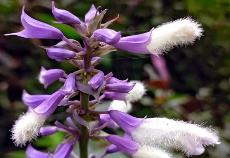 Primer plano de la planta Salvia divinorum, conocida como la 'hierba mágica' de Oaxaca, sobre la cual la DEA ha emitido una alerta.