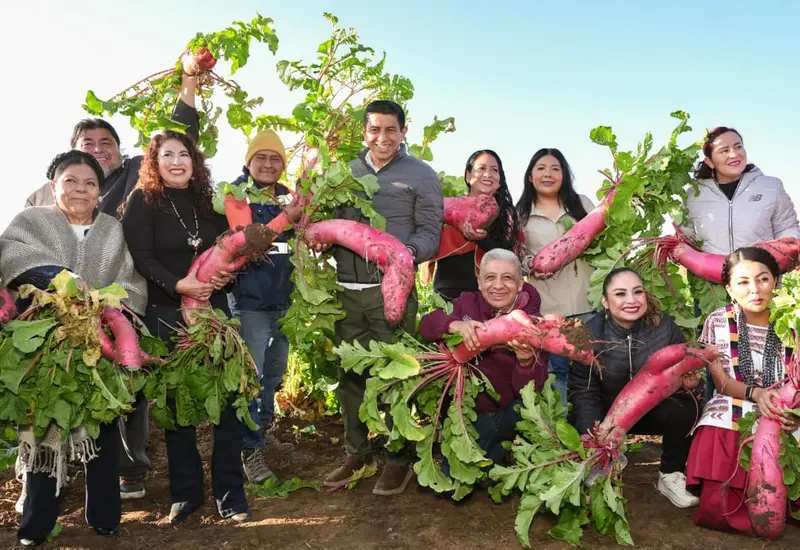 Una gran cantidad de rábanos gigantes son preparados para su traslado al zócalo de Oaxaca para la tradicional celebración de la Noche de Rábanos.
