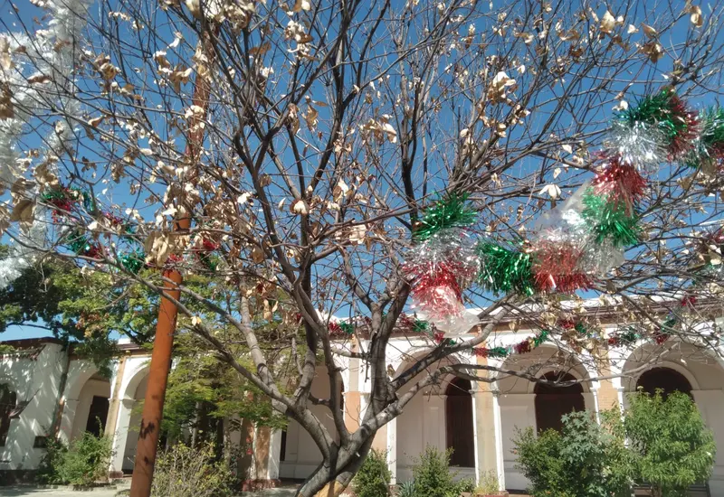 El tradicional recorrido de 'La Rama' avanza por las calles de Tehuantepec durante el atardecer, una celebración viva que concluye al anochecer.