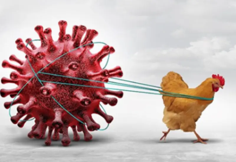 influenza_aves