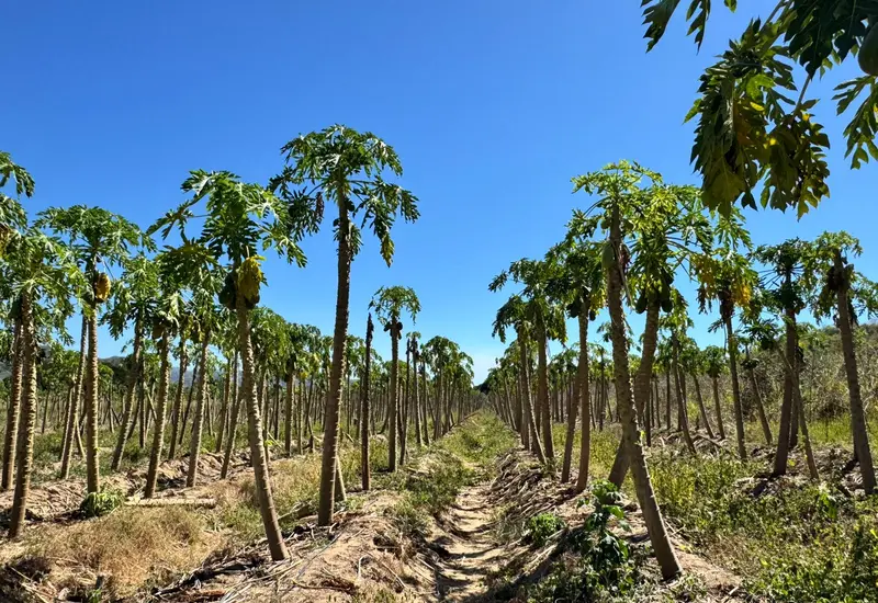 La baja producción de papaya deriva de las afectaciones que dejó el paso del huracán John en septiembre del año pasado.