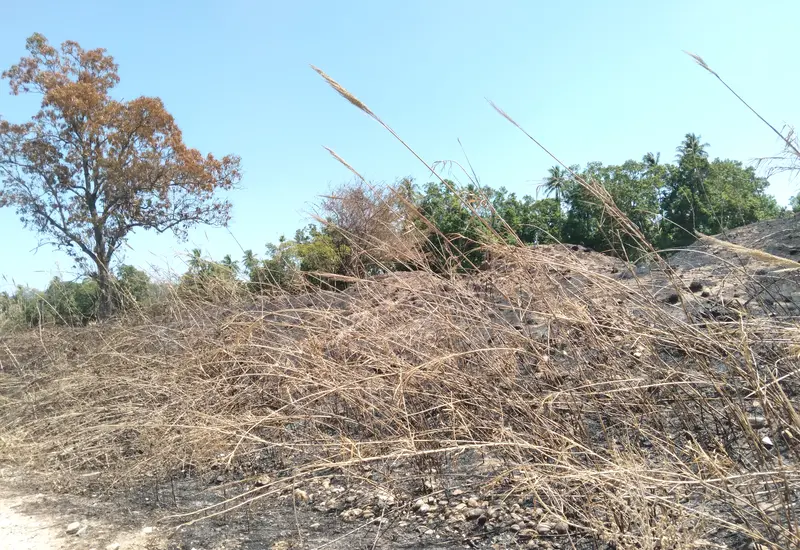 Protección Civil reporta que la mayoría de los incendios hasta ahora registrados han sido provocados.