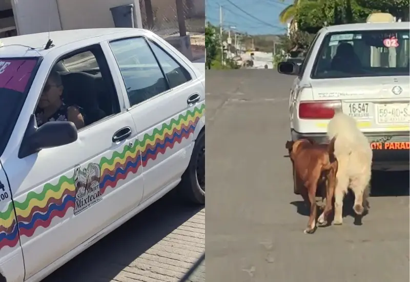 maltrato-animal-portada