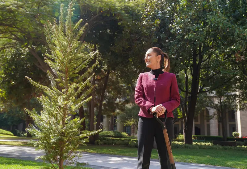 La Jefa del Ejecutivo Federal cerró el 2024 sembrando en el Jardín Nezahualcóyotl de Palacio Nacional un árbol Abiesreligiosa, una conífera nativa de los bosques del centro y sur del país.