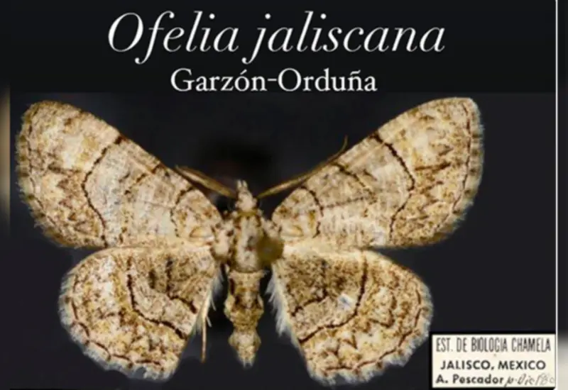 mariposa_polilla
