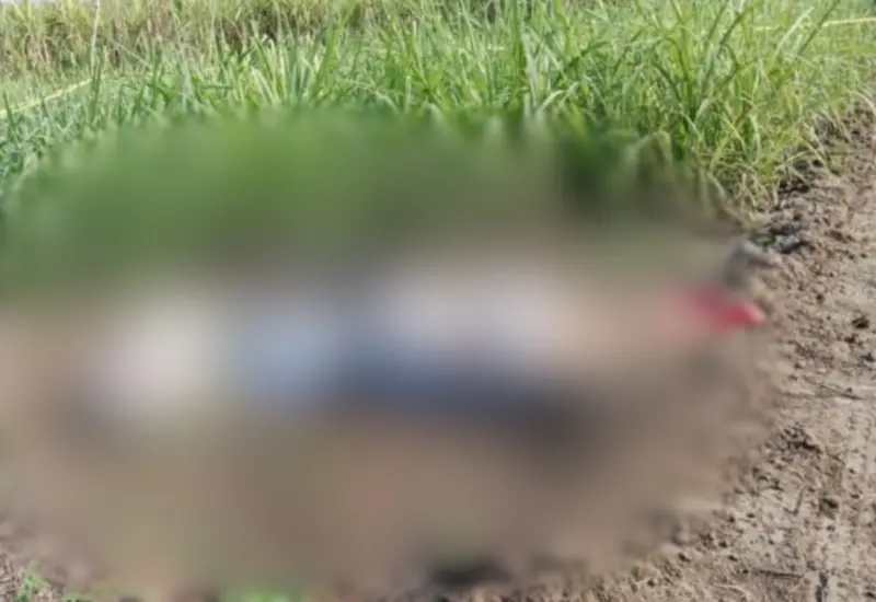 asesinados-veracruz-oaxaca-cfe