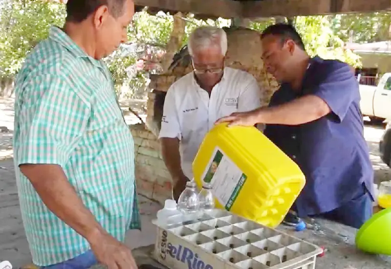 Las acciones de combate se realizan colocando trampas en árboles hospederos principalmente.