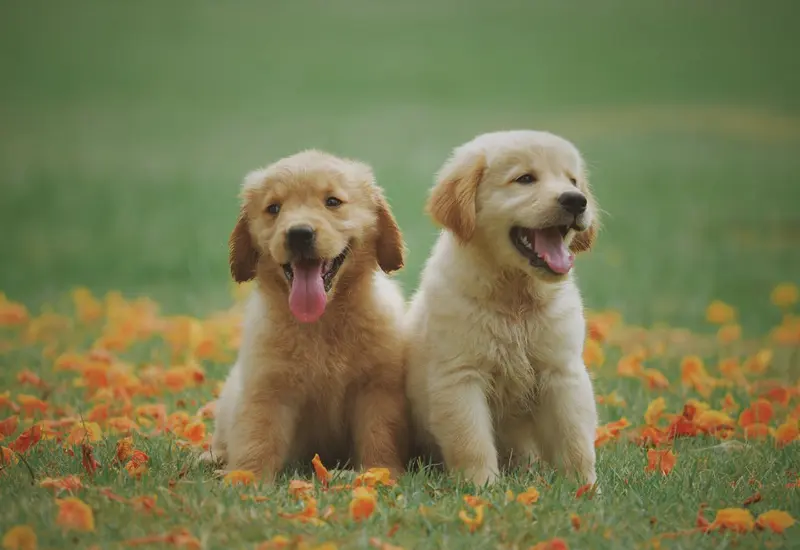Cachorros