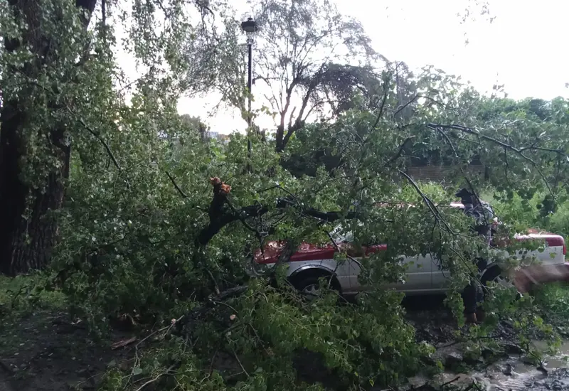 árbol_caído_taxi