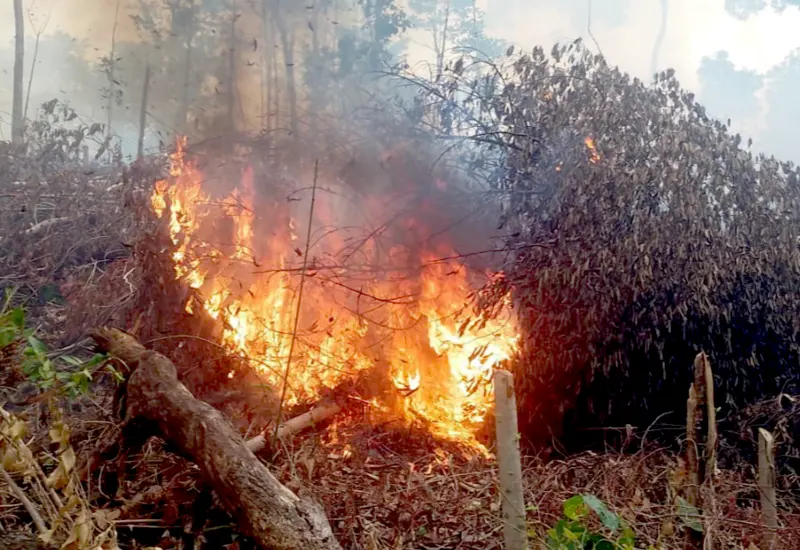 Oaxaca-175-incendios-forestales-2025.png