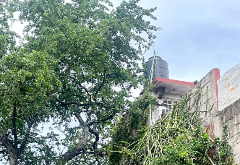 arboles_lluvias_desastre