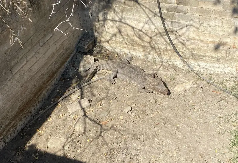 caiman-oaxaca