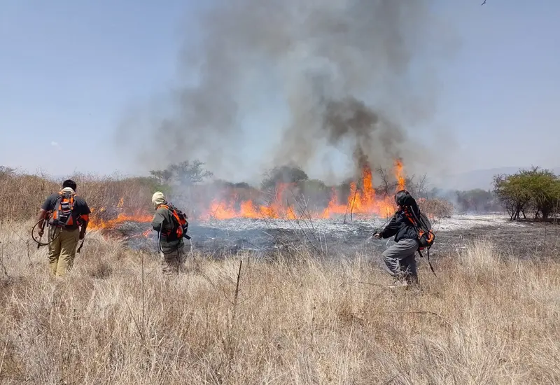 Entre el 21 y el 27 de febrero, la CONAFOR contabilizó 83 incendios forestales.