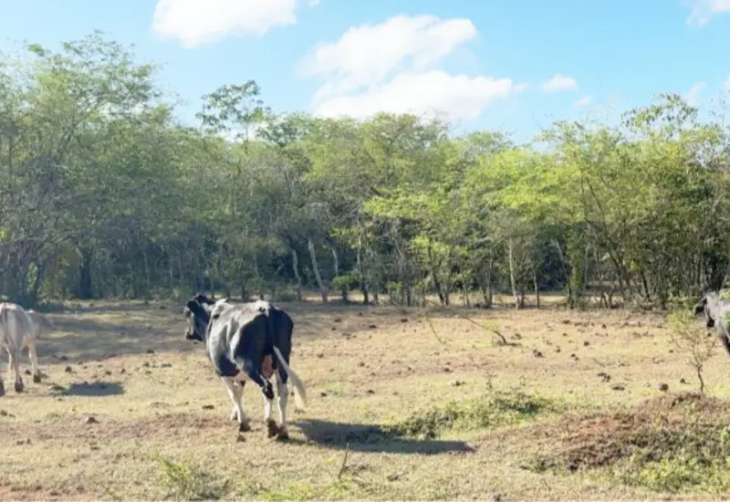 ganador_robo_vacas