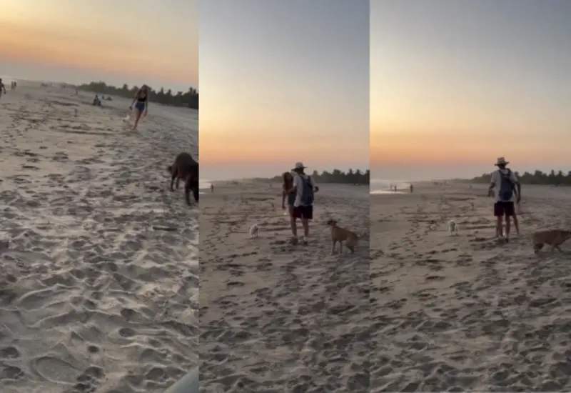 mazunte_oaxaca_perro_maltarto