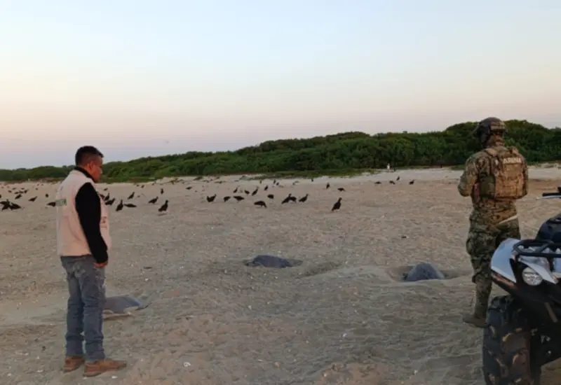 Semar, a través de la Armada de México, en coordinación con otras instituciones, realiza las acciones necesarias para la preservación de la fauna en los mares mexicanos.
