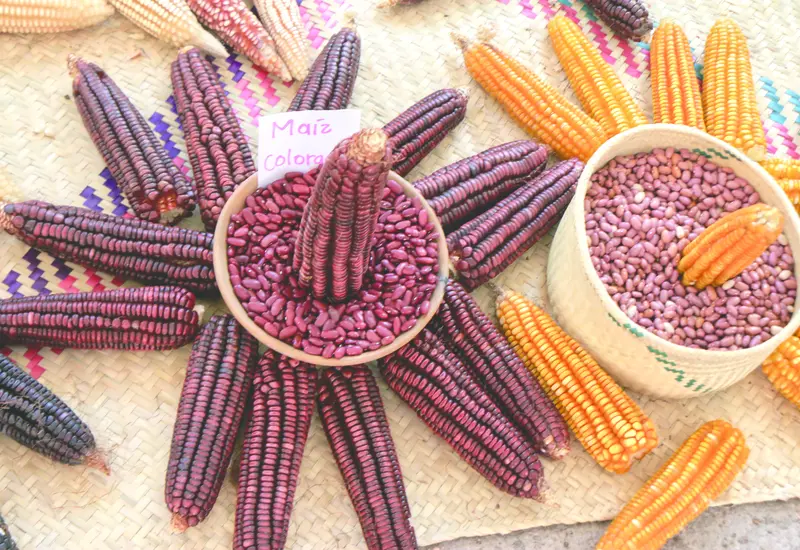 Expuso legislador zapoteco que el cultivo de maíz surgió en México desde hace más de 8 mil años.