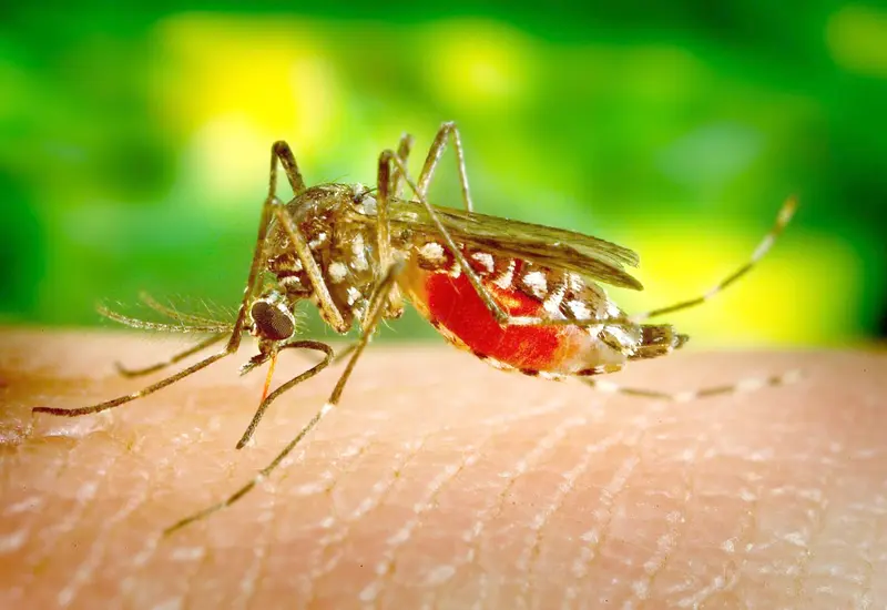 Zika-Oaxaca-sin-detección-casos-2025.jpg