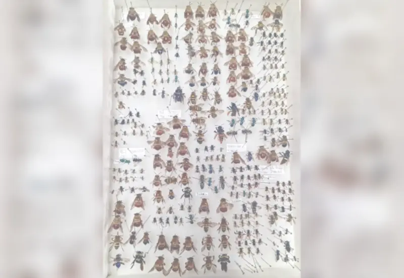 abejas_oaxaca 