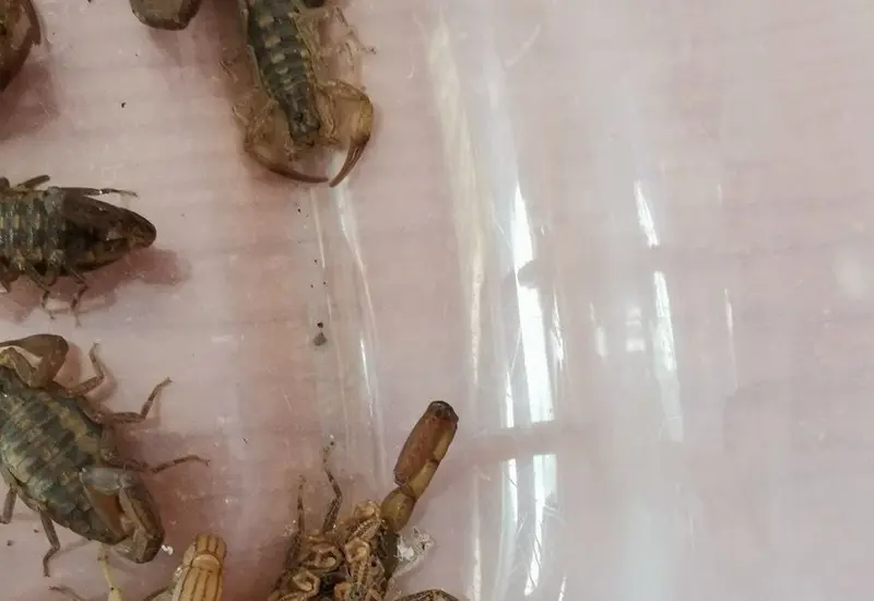 insectos_picaduras