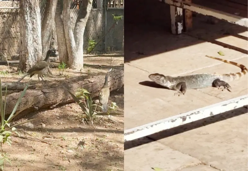 avistan-aves-reptiles-Huajuapan.png