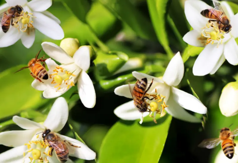 abejas_día_