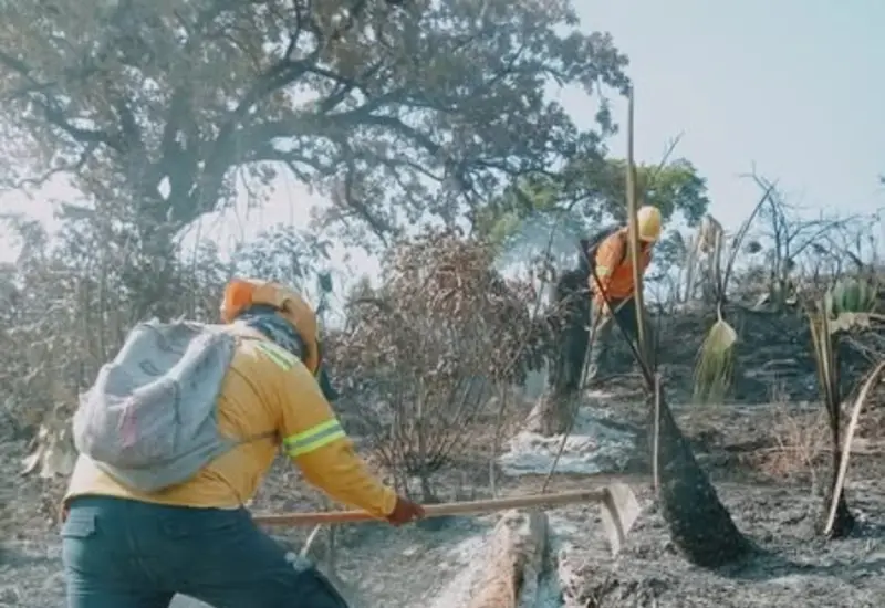 incendio_oaxaca_forestal 