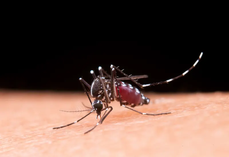 mosquito-dengue