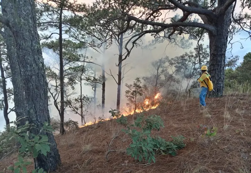 oaxaca-incendios-incremento.jpeg 