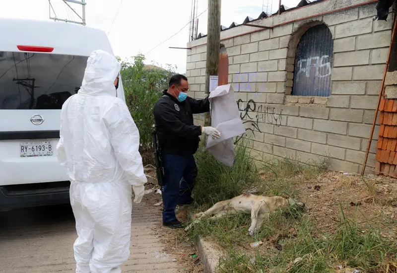 El animal fue atacado a cuchillazos. Foto: Fiscalía de Oaxaca