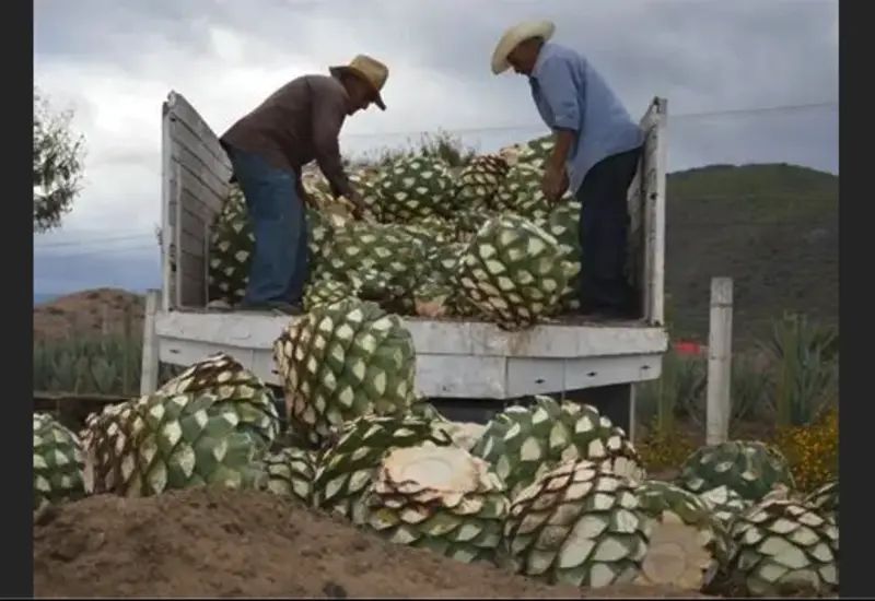 En Oaxaca, la variación porcentual real respecto al primer trimestre del 2025 fue de -2.3%. Foto: Archivo Noticias