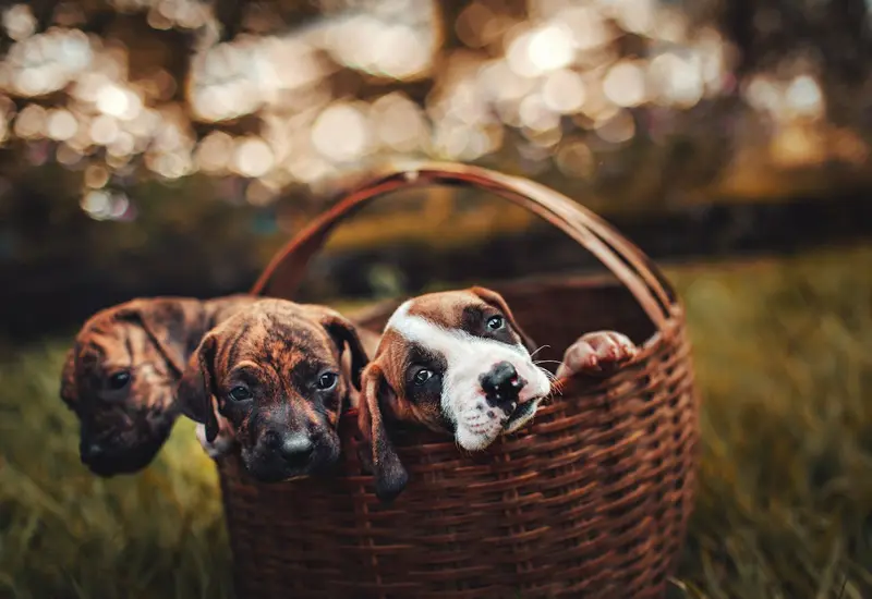 Conocer la dieta adecuada para nuestras mascotas es esencial para garantizar su salud y bienestar.