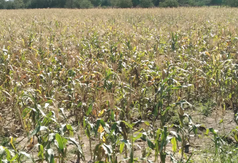 Un campesino observa su parcela de tierra, reflejando la crisis y el abandono del campo por la falta de apoyos federales.