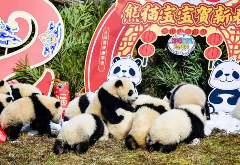 Un oso panda gigante en un centro de cría en China, como parte del significativo aumento de la población en cautiverio de la especie.