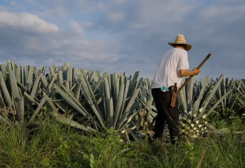 Amplios campos de cultivo de agave para mezcal reemplazando la cobertura forestal de las selvas caducifolias en una ladera de Oaxaca.