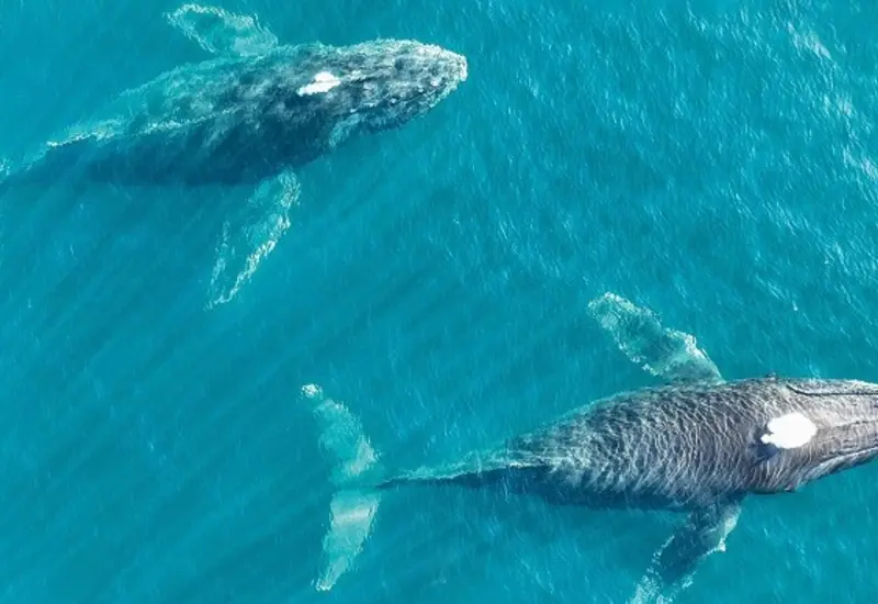Una ballena jorobada salta fuera del agua en la costa de Puerto Ángel durante la celebración del primer Ballena Fest 2025.